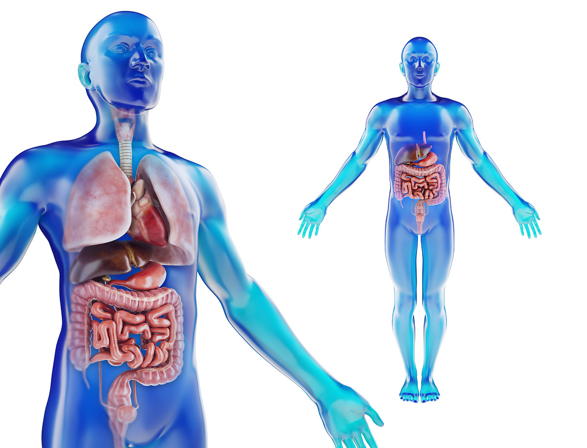 Artstation Human Male Anatomy Model With Internal Organs With 4k