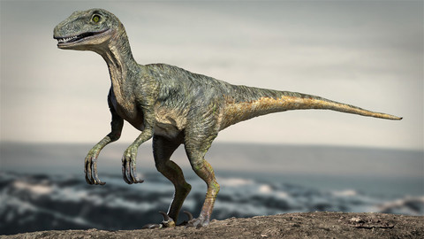 Velociraptor Rigged 3D Model