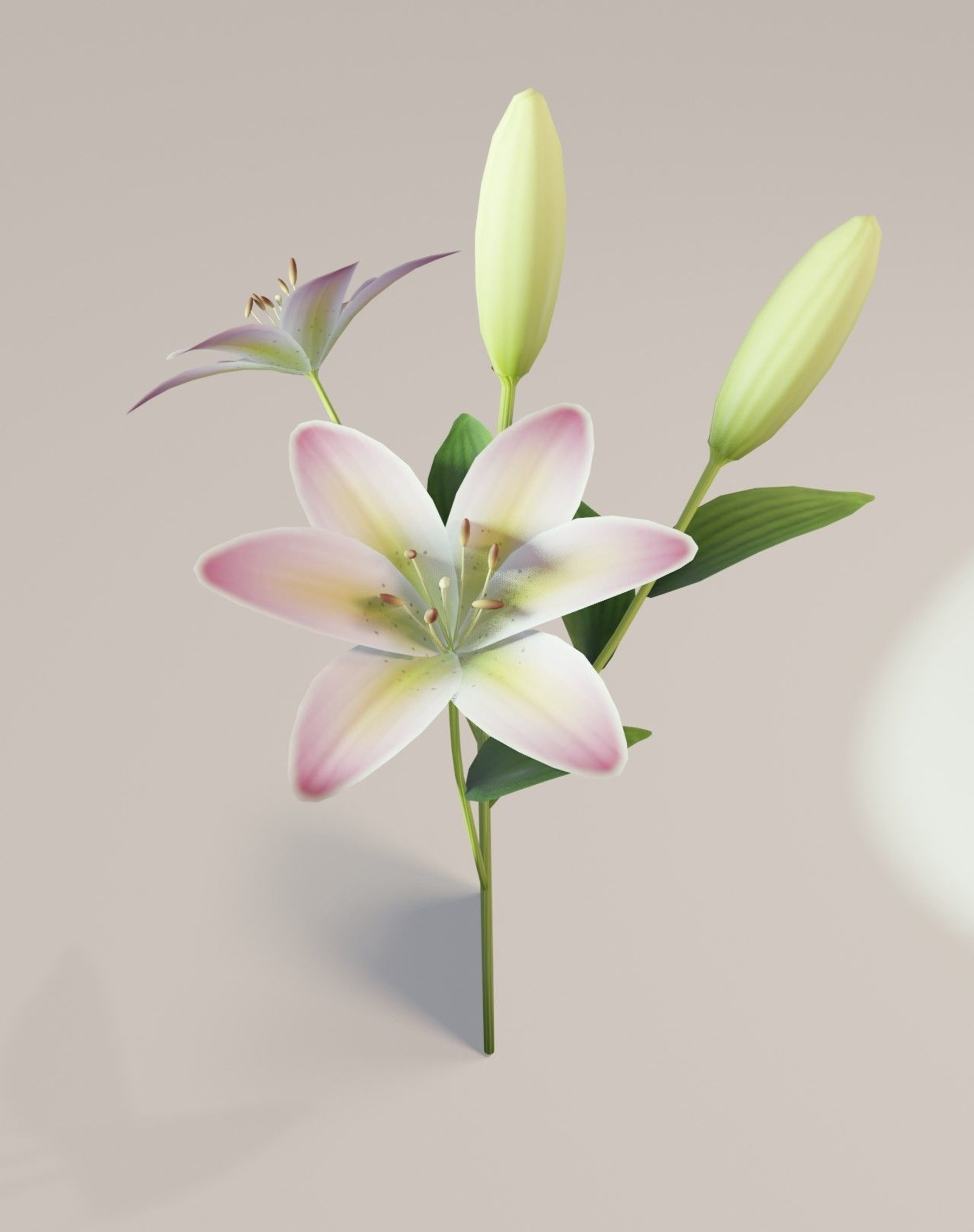1,430,039 Lily Images, Stock Photos, 3D objects, & Vectors