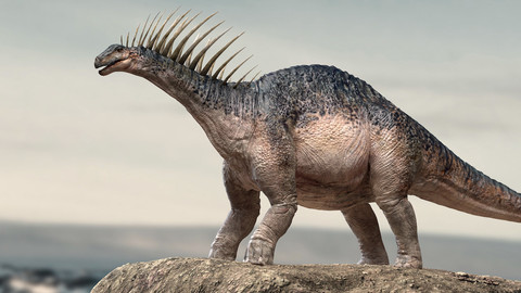 Amargasaurus 3D (Rigged) model