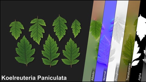 Photometric Scan Vegetation - Koelreuteria Paniculata - Leaves 2