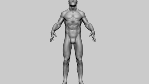 Base Male Anatomy