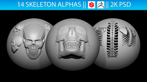 14 Skeleton Alphas Vol.2 (ZBrush, Substance, 2K)