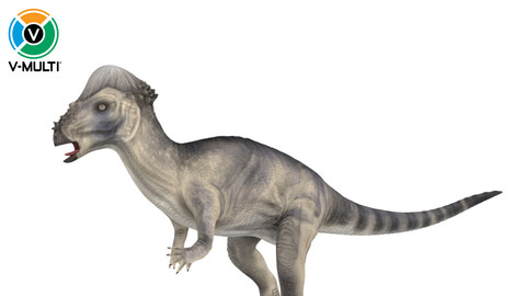 3D Model: Pachycephalosaurus Rigged