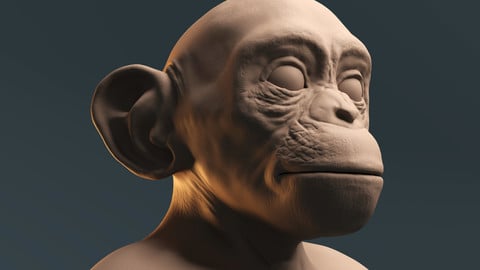 Baby chimpanzee - sculpt and modeling - Ready to Rig