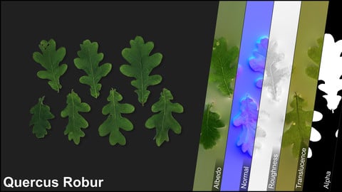 Photometric Scan Vegetation - Quercus  Robur - Leaves 2