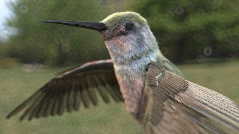 Humming Bird Hair Fur Cinema 4d Redshift