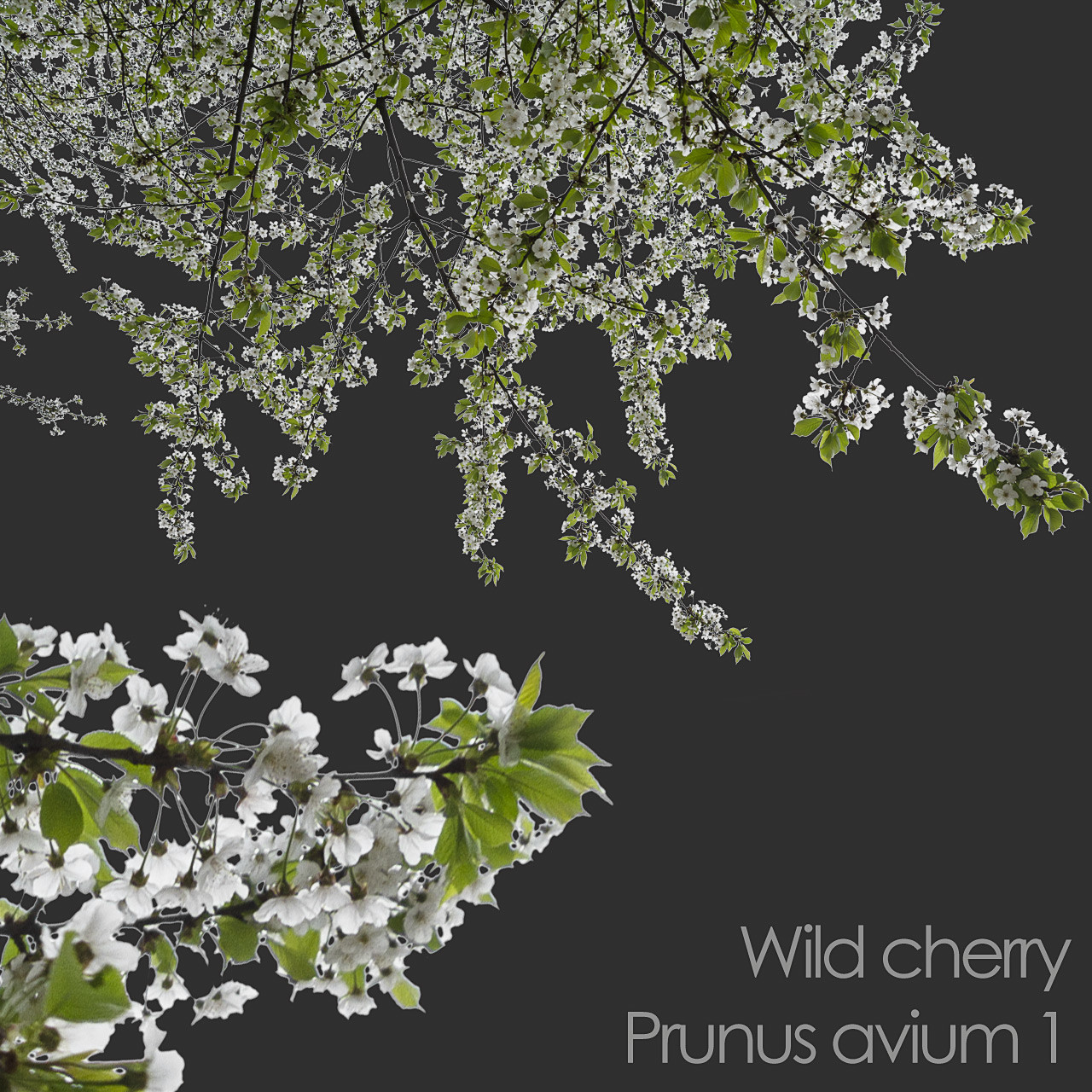 ArtStation - 30 Spring Tree CUTOUTS of Foreground Branches in PNG ...