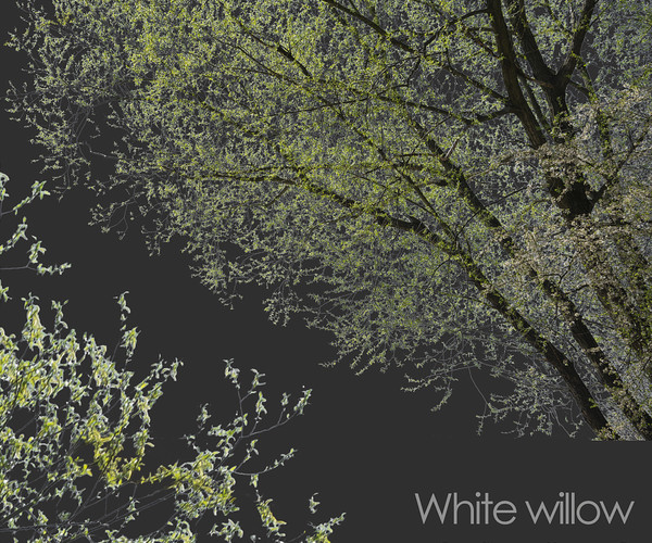 ArtStation - 30 Spring Tree CUTOUTS of Foreground Branches in PNG ...