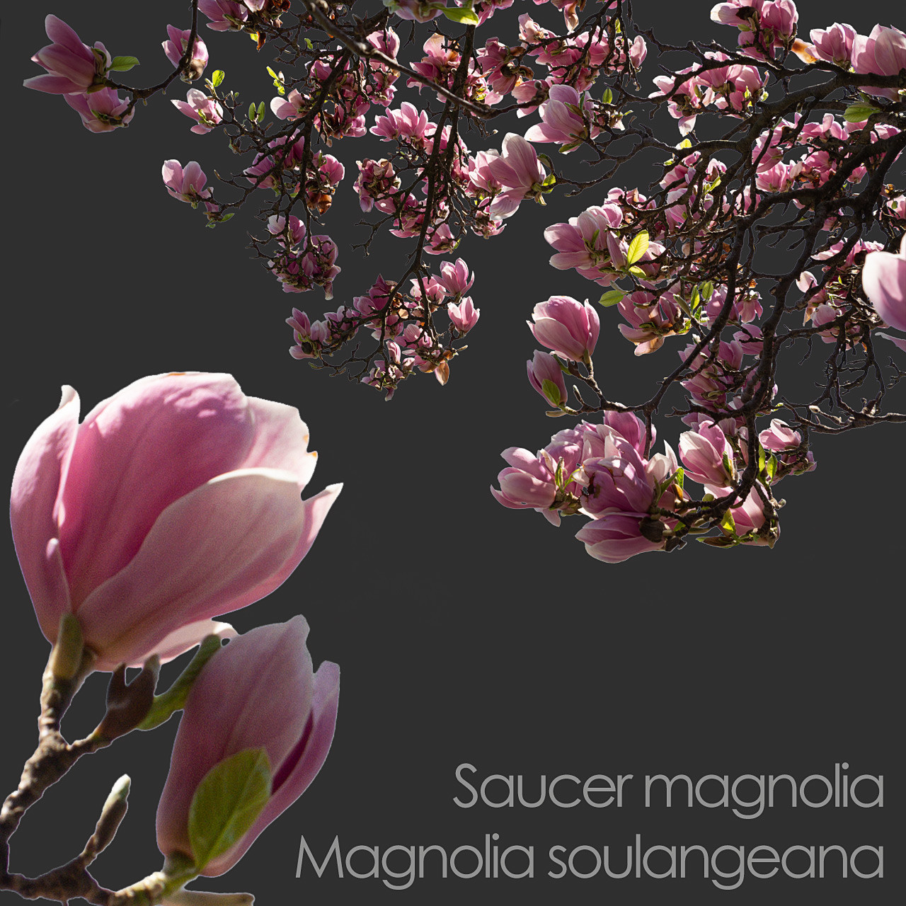 ArtStation - 30 Spring Tree CUTOUTS of Foreground Branches in PNG ...