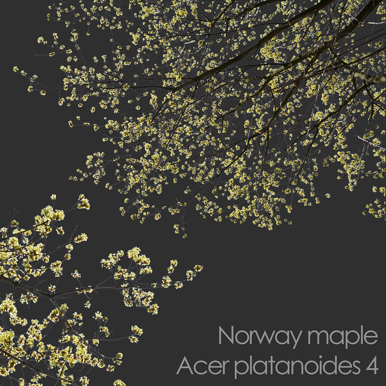 ArtStation - 30 Spring Tree CUTOUTS of Foreground Branches in PNG ...