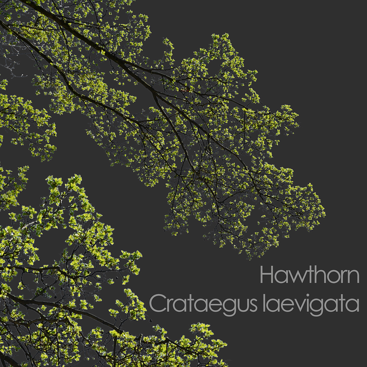ArtStation - 30 Spring Tree CUTOUTS of Foreground Branches in PNG ...