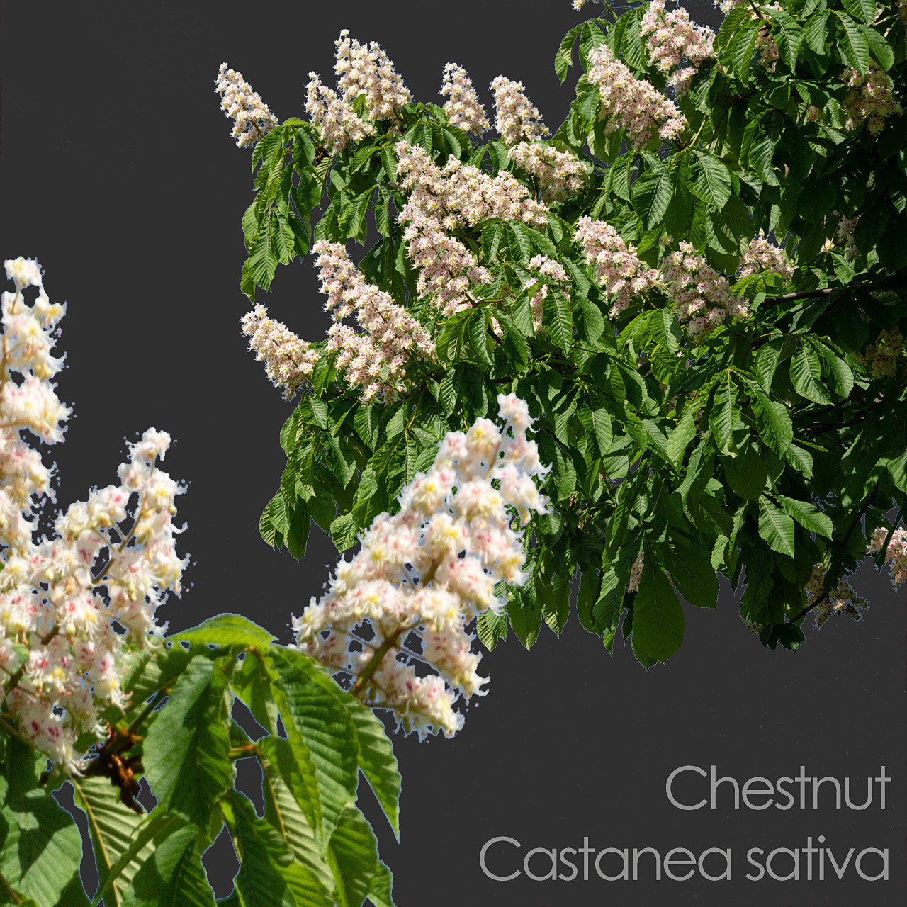 ArtStation - 30 Spring Tree CUTOUTS of Foreground Branches in PNG ...
