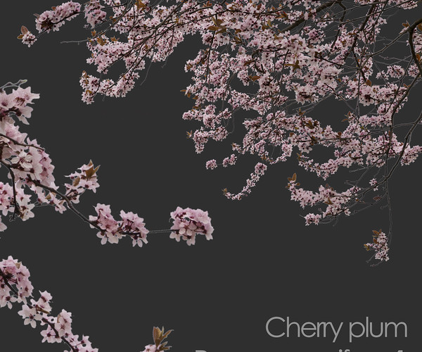 ArtStation - 30 Spring Tree CUTOUTS of Foreground Branches in PNG ...
