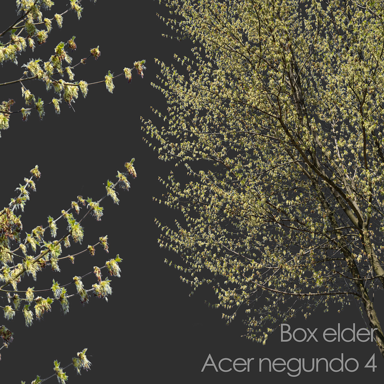 ArtStation - 30 Spring Tree CUTOUTS of Foreground Branches in PNG ...