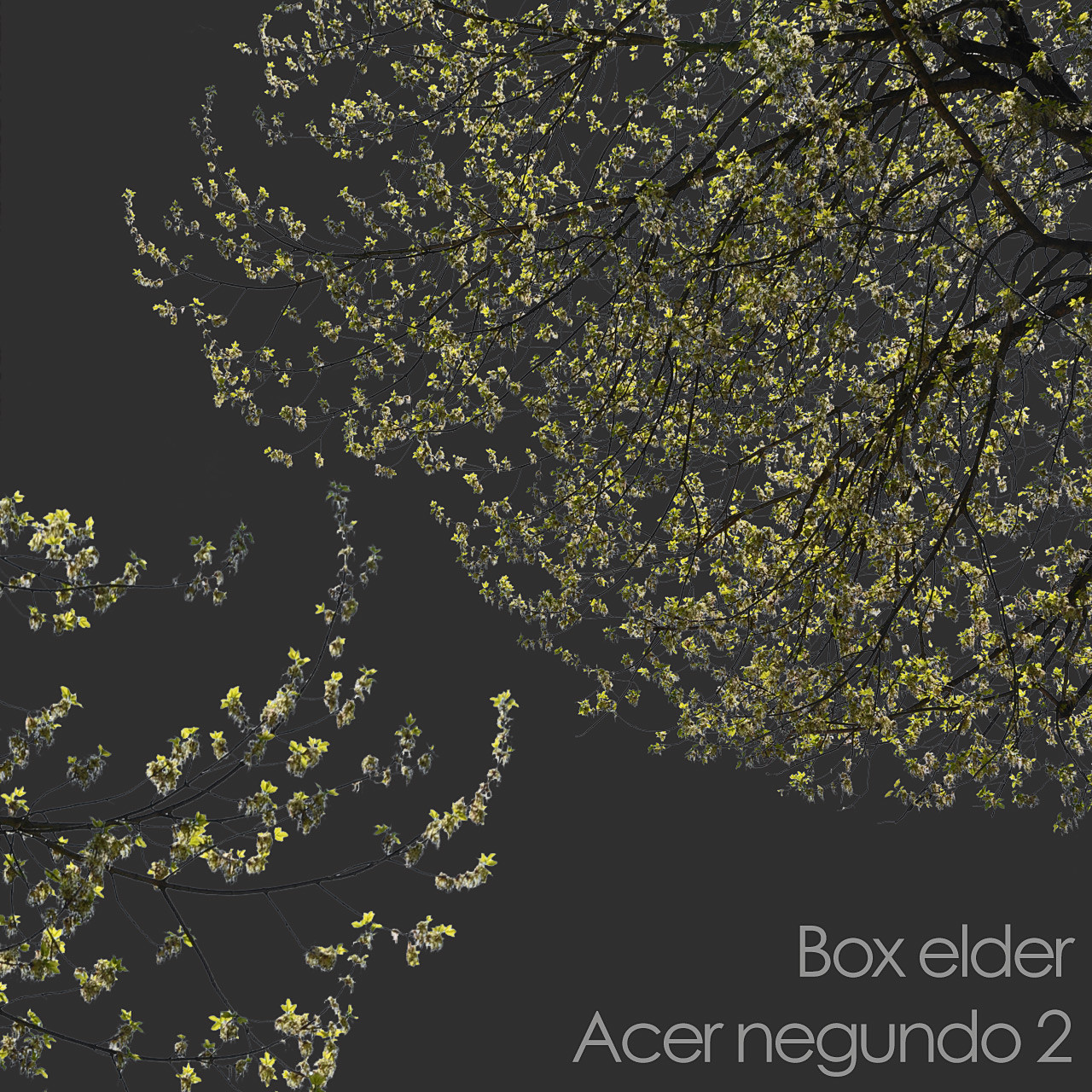ArtStation - 30 Spring Tree CUTOUTS of Foreground Branches in PNG ...