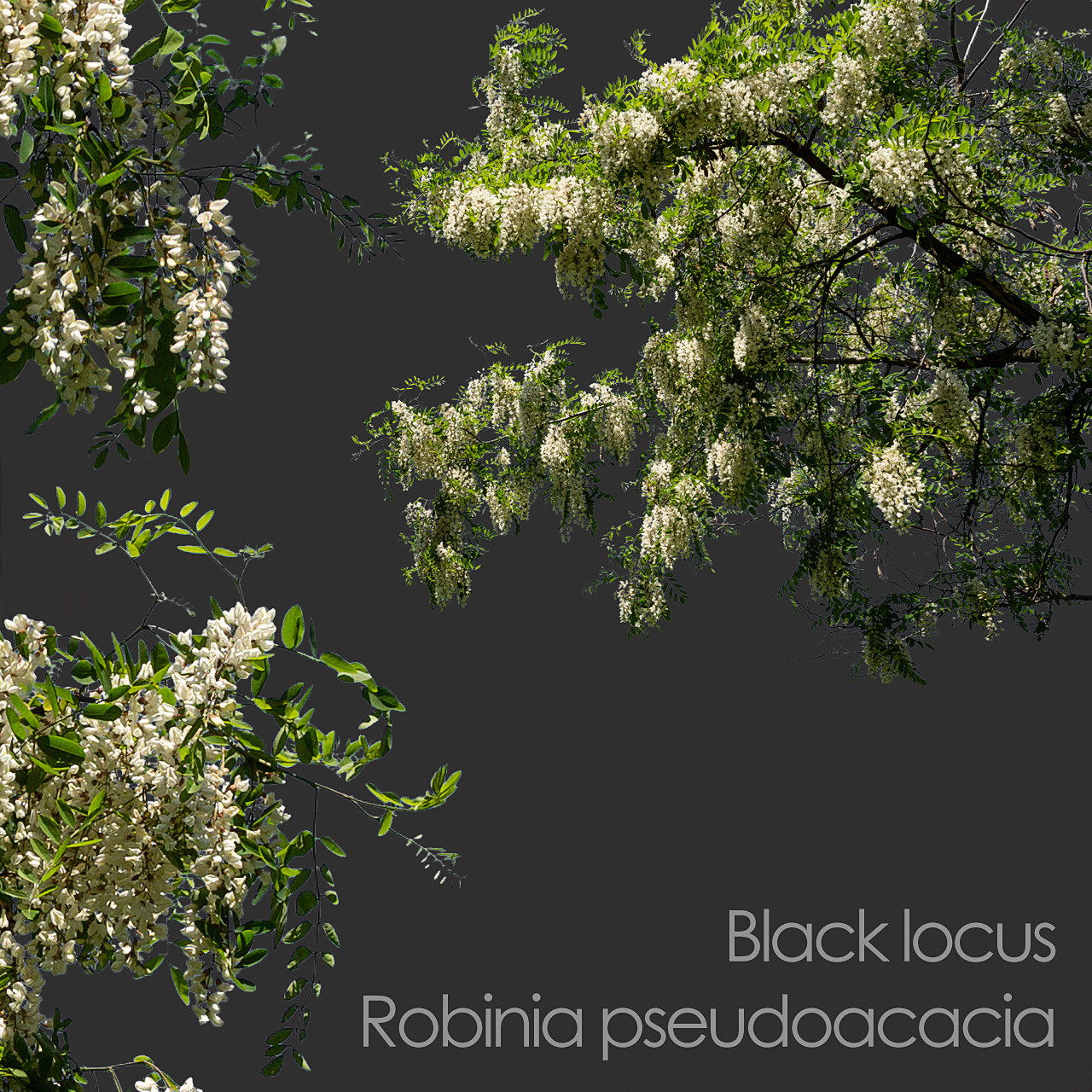 ArtStation - 30 Spring Tree CUTOUTS of Foreground Branches in PNG ...