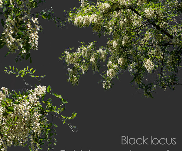 ArtStation - 30 Spring Tree CUTOUTS of Foreground Branches in PNG ...