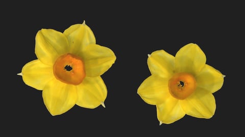 Photometric Scan Vegetation - Narcissus Jonquilla - Flower 1