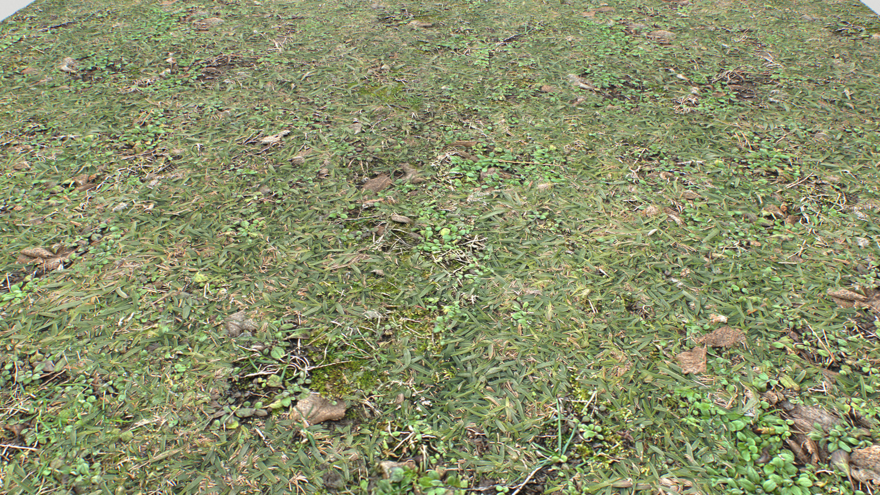 ArtStation - Forest ground PBR Pack 10 Textures | Resources