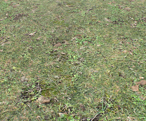 ArtStation - Forest ground PBR Pack 10 Textures | Resources