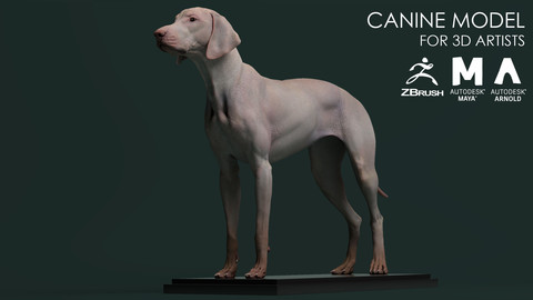 Canine Model