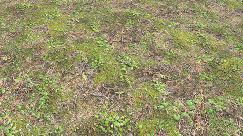 Forest ground PBR Pack 11 Textures