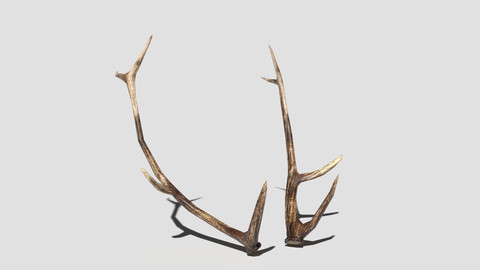 Antlers