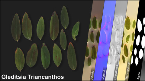 Photometric Scan Vegetation - Gleditsia Triancanthos - Leaves 2