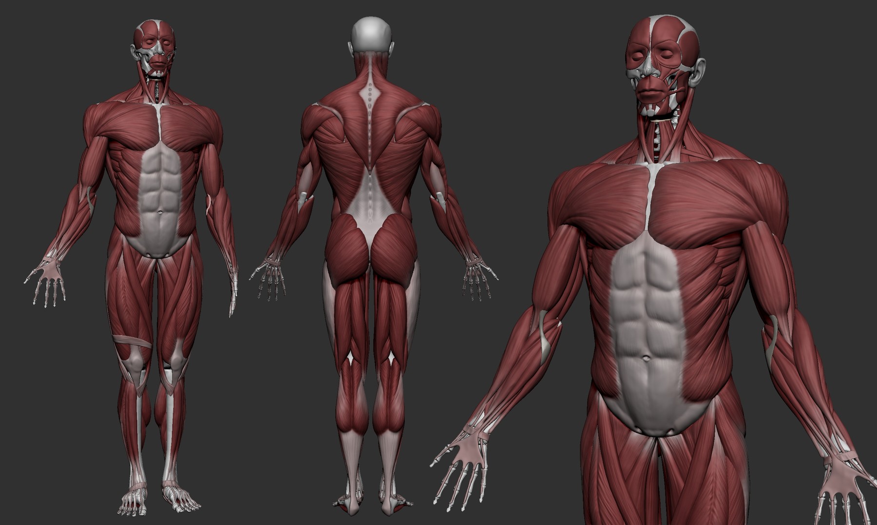 ArtStation - Male Anatomy Ecorche - Skeleton model - Human muscles ...