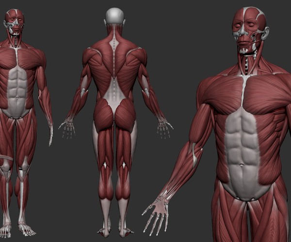 ArtStation - Male Anatomy Ecorche - Skeleton model - Human muscles ...