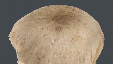 Photoscan_Mushroom_0011_only HighPoly Mesh (16K Texture)