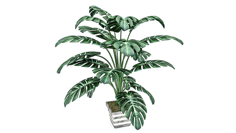 Monstera Leaves 3D Model