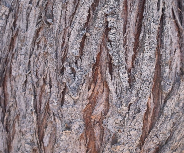 ArtStation - Wood Bark - Reference Pack | Resources