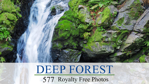 Deep Forest Photo Ref Pack