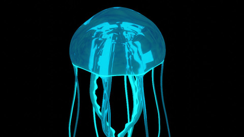 jellyfish