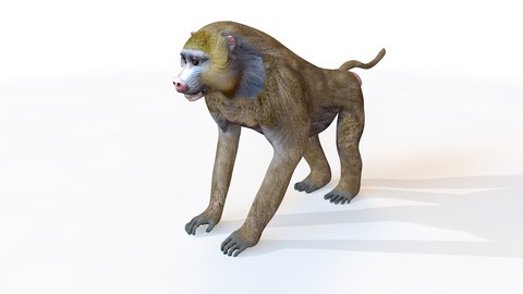 Baboon 3D Model