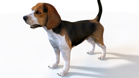 Beagle 3D Model