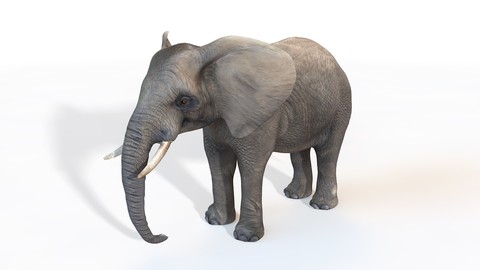 Elephant 3D Model