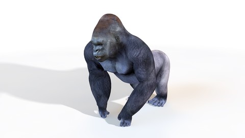 Gorilla 3D Model