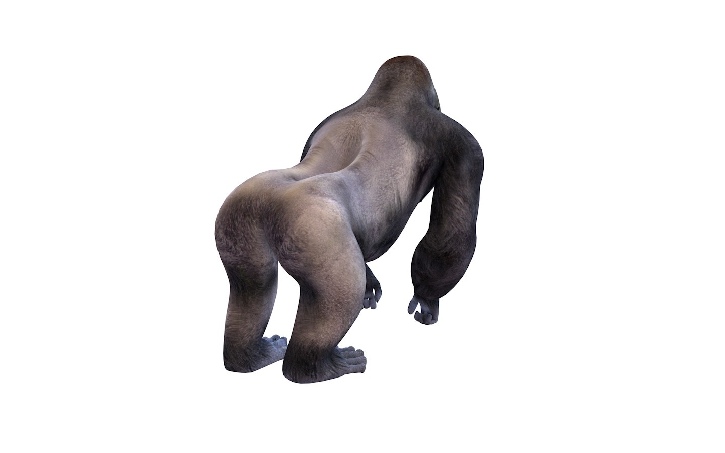 Gorilla tag - Gorilla: textured, rigged, colour - Download Free 3D model by  asduf28349 (@asduf28349) [43404d6]