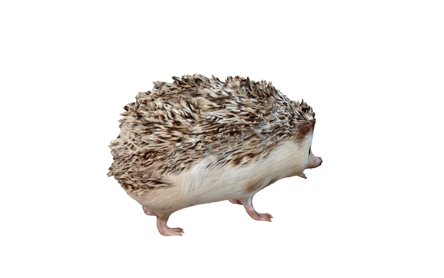 Hedgehogs мод. Hedgehog 3d. Еж модель.