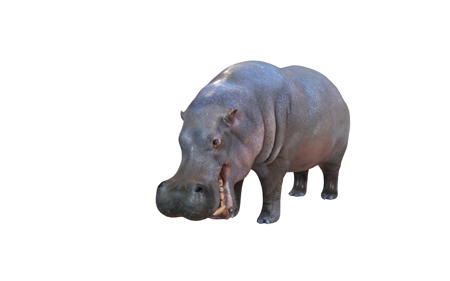 Artstation - Hippo 3d Model 