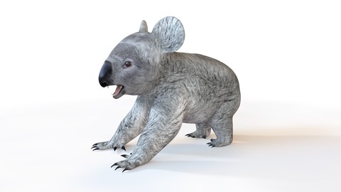 Koala 3D Model