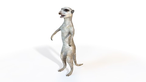 Meerkat 3D Model
