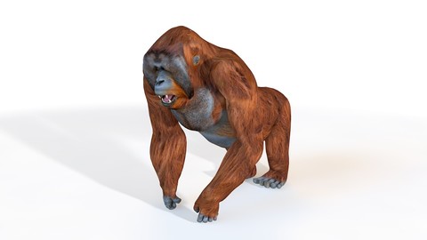Orangutan 3D Model