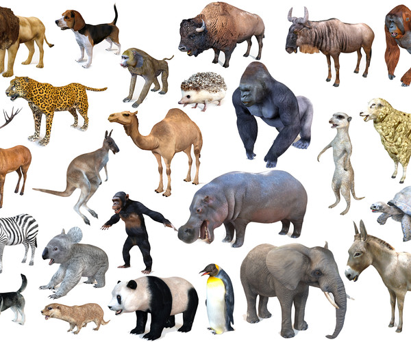 ArtStation 25 Rigged Zoo Animals 3D Model Collection Resources