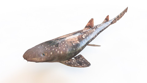 Bamboo Shark 3D Model