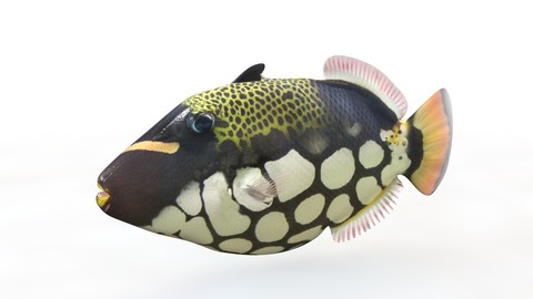 Clown Trigger fish 3D Model