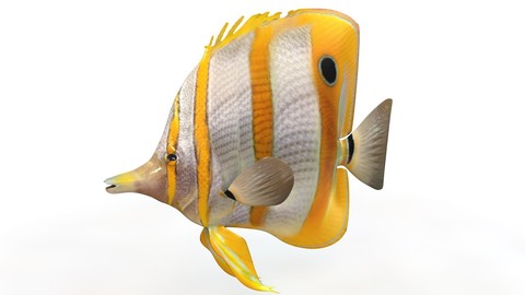 Copperband butterfly fish 3D Model
